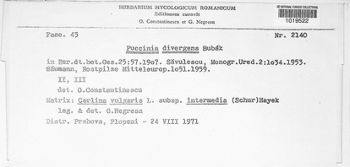 Puccinia divergens image